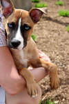 Mazey - ADOPTED 08.19.17