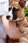 Mazey - ADOPTED 08.19.17