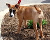 Mazey - ADOPTED 08.19.17