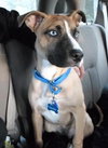 Mazey - ADOPTED 08.19.17