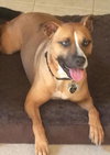Mazey - ADOPTED 08.19.17