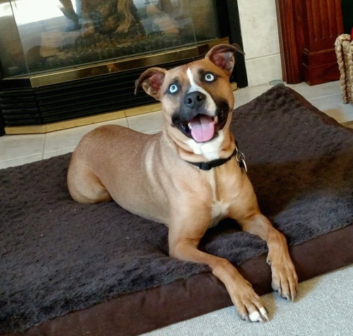 Mazey - ADOPTED 08.19.17