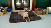 Mazey - ADOPTED 08.19.17