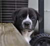 Kh Litter Flower - ADOPTED 05.11.13