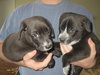 Kh Litter Flower - ADOPTED 05.11.13