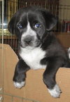 Kh Litter Flower - ADOPTED 05.11.13