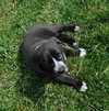 Kh Litter Flower - ADOPTED 05.11.13