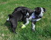 Kh Litter Flower - ADOPTED 05.11.13