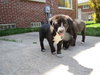 Kh Litter Flower - ADOPTED 05.11.13