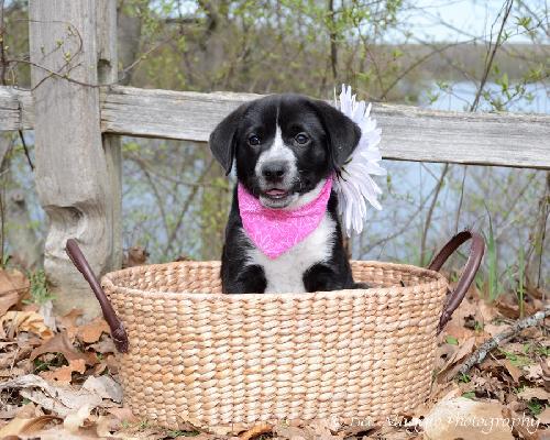 Kh Litter Flower - ADOPTED 05.11.13