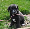 Kh Litter Thumper - ADOPTED 05.11.13