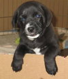 Kh Litter Thumper - ADOPTED 05.11.13