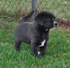 Kh Litter Thumper - ADOPTED 05.11.13