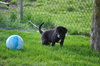 Kh Litter Thumper - ADOPTED 05.11.13