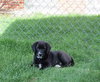 Kh Litter Thumper - ADOPTED 05.11.13