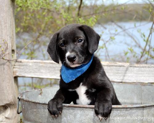Kh Litter Thumper - ADOPTED 05.11.13