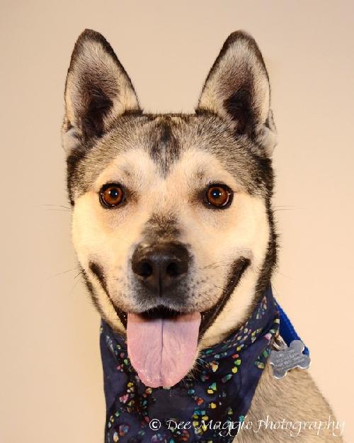Merlot - ADOPTED 1.04.20