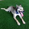 Merlot - ADOPTED 1.04.20