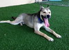 Merlot - ADOPTED 1.04.20