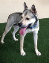 Merlot - ADOPTED 1.04.20