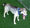 Merlot - ADOPTED 1.04.20