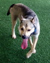 Merlot - ADOPTED 1.04.20