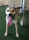 Merlot - ADOPTED 1.04.20