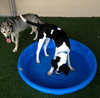 Merlot - ADOPTED 1.04.20