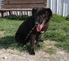 Bumble Bear-ADOPTED 05.10.13