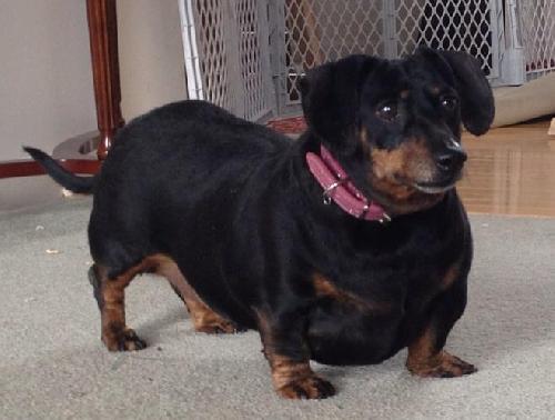 Sugar Baby-ADOPTED 07.15.13