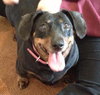 Sugar Baby-ADOPTED 07.15.13