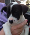Nh Litter Olive - ADOPTED 05.16.13