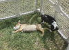 Nh Litter Olive - ADOPTED 05.16.13
