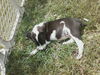 Nh Litter Olive - ADOPTED 05.16.13