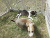 Nh Litter Olive - ADOPTED 05.16.13
