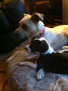 Nh Litter Olive - ADOPTED 05.16.13