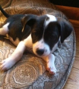 Nh Litter Olive - ADOPTED 05.16.13
