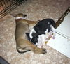 Nh Litter Olive - ADOPTED 05.16.13