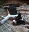 Nh Litter Olive - ADOPTED 05.16.13