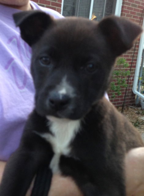 Nh Litter Mango - ADOPTED 05.13.13
