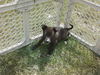 Nh Litter Mango - ADOPTED 05.13.13