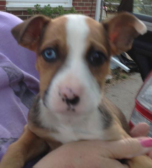 Nh Litter Nutmeg - ADOPTED 05.13.13