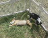 Nh Litter Nutmeg - ADOPTED 05.13.13