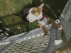 Nh Litter Nutmeg - ADOPTED 05.13.13