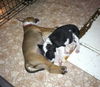 Nh Litter Nutmeg - ADOPTED 05.13.13