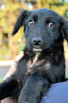 Mh Litter Smokey - ADOPTED 05.21.13