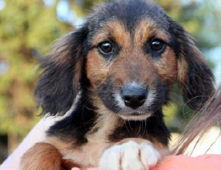 Mh Litter Bandit - ADOPTED 05.21.13