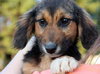 Mh Litter Bandit - ADOPTED 05.21.13