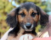 Mh Litter Bandit - ADOPTED 05.21.13