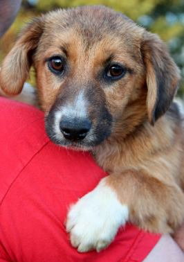 Mh Litter Lilly - ADOPTED 05.20.13